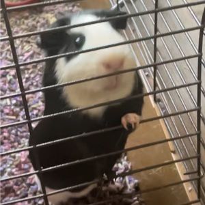 Meet your Posher, Rodricus